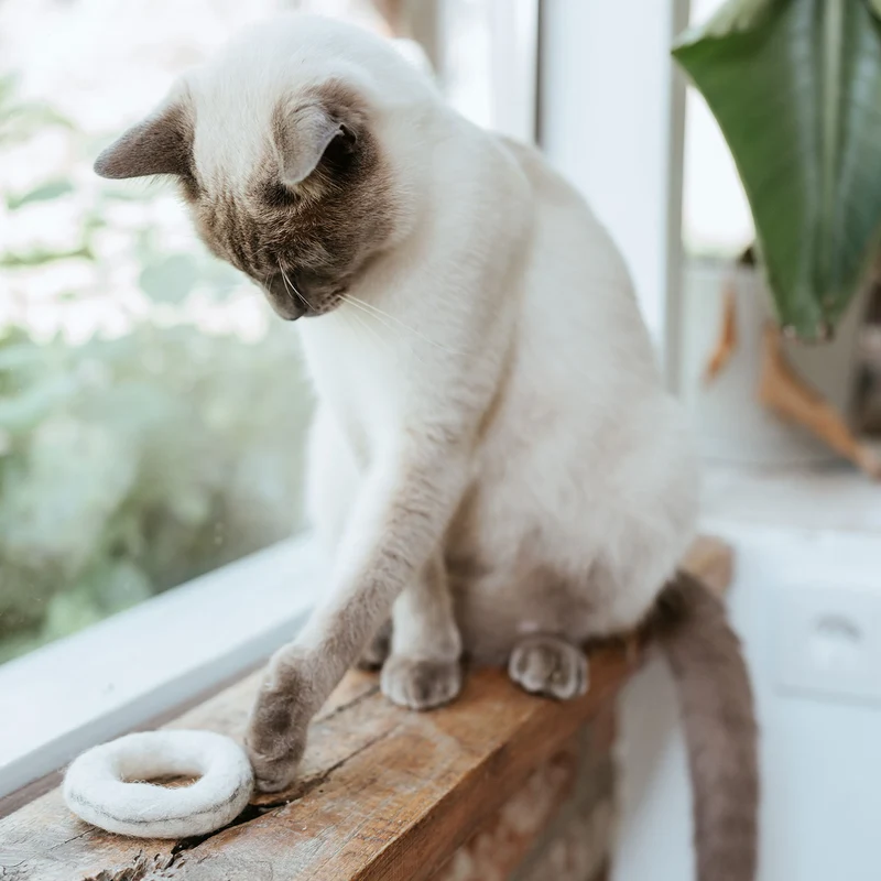 Katzenspielzeug Filzring