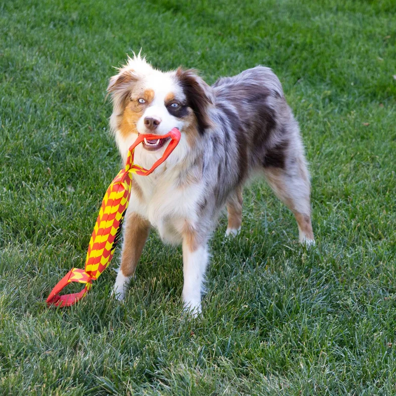 Hundespielzeug KONG® Maxx Tug