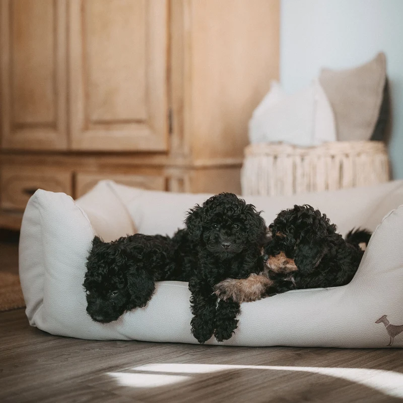 Orthopädisches/Ergonomisches Hundesofa Livo