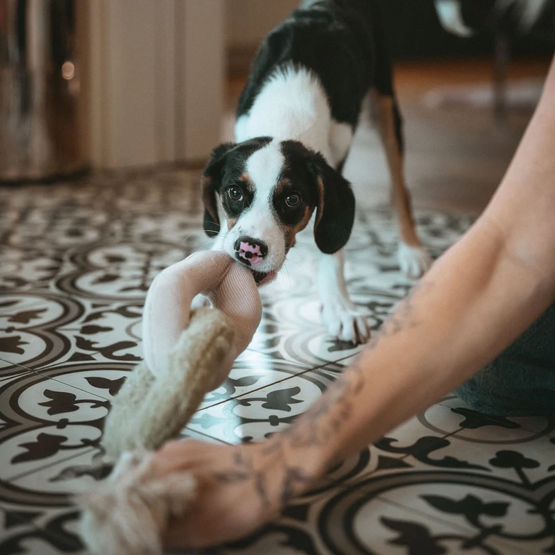 Hundespielzeug Madrid mit Tau