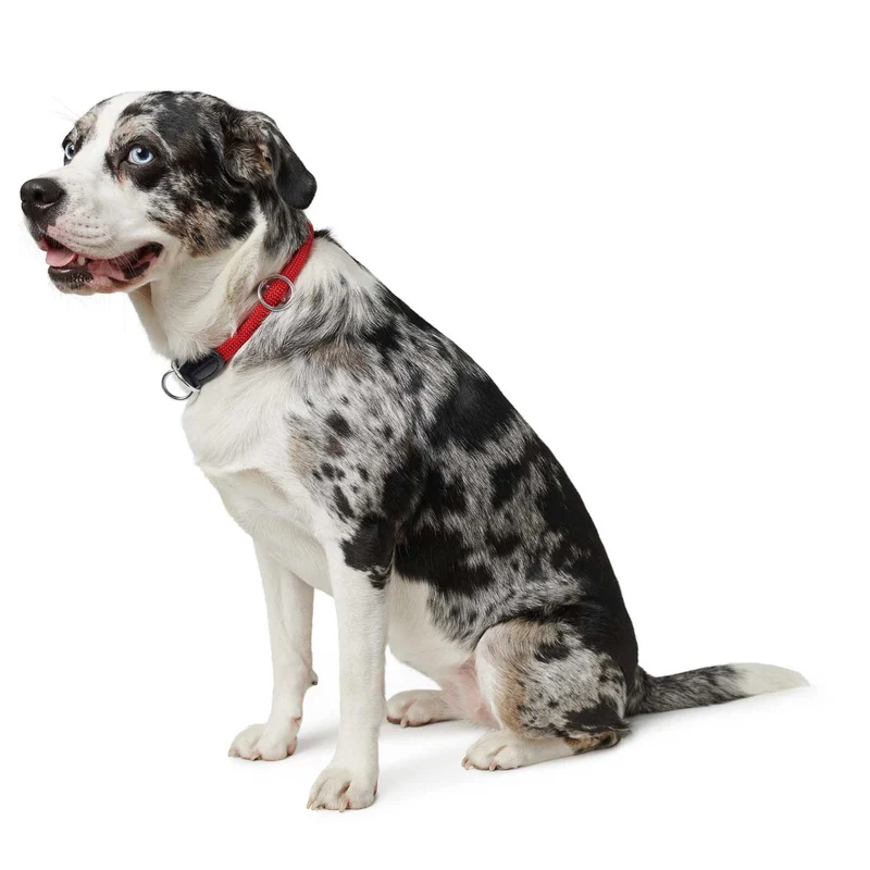 Dressurhalsung Freestyle
