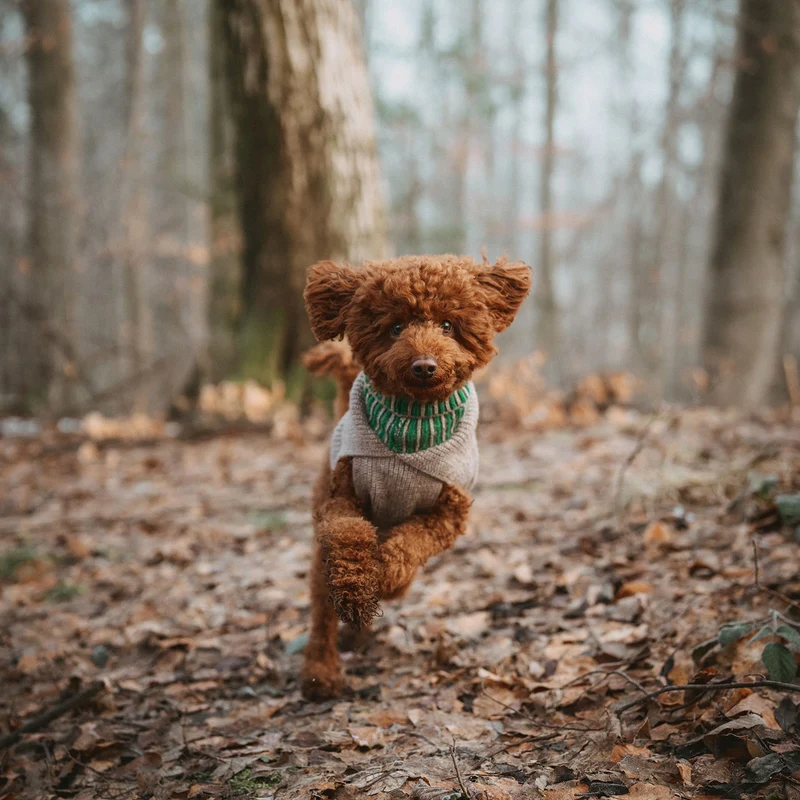 Hundepullover Odense mit Mütze (Set)