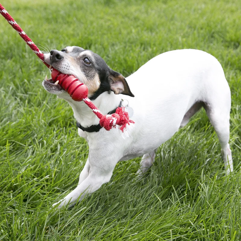 Hundespielzeug KONG® Dental mit Tau