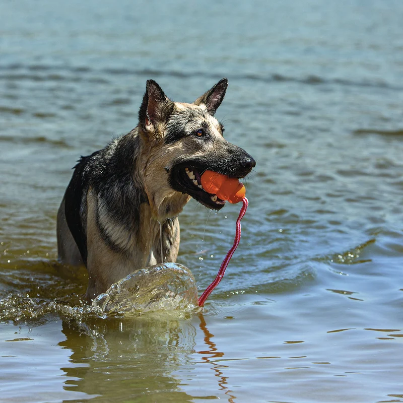 Hundespielzeug KONG® Aqua