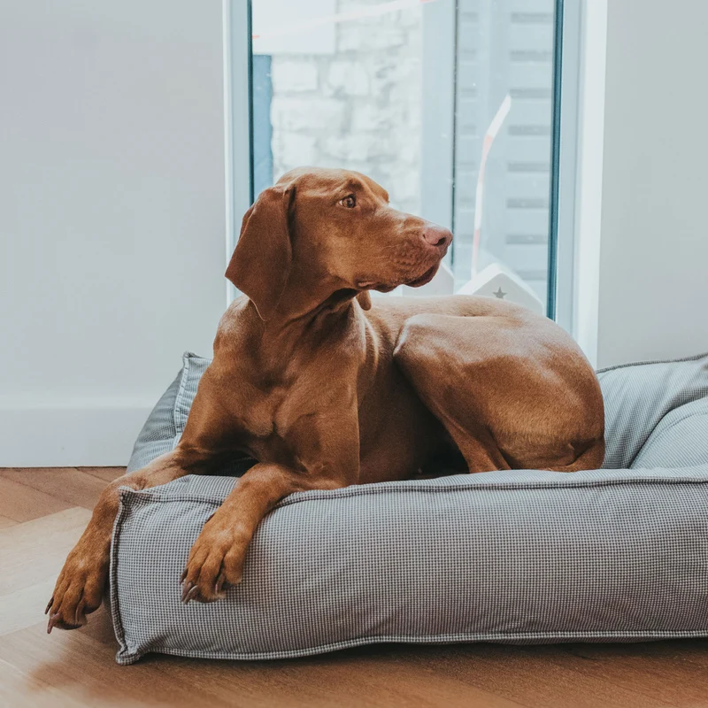 Hunde-Steppbett Lancaster