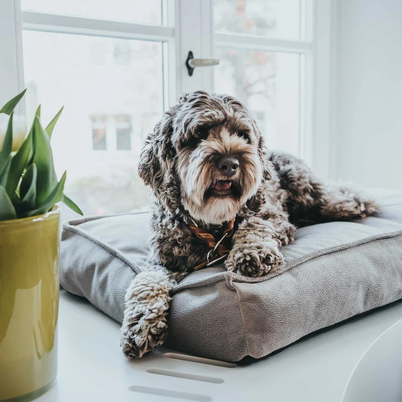 Orthopädisches/Ergonomisches Hundekissen Merida