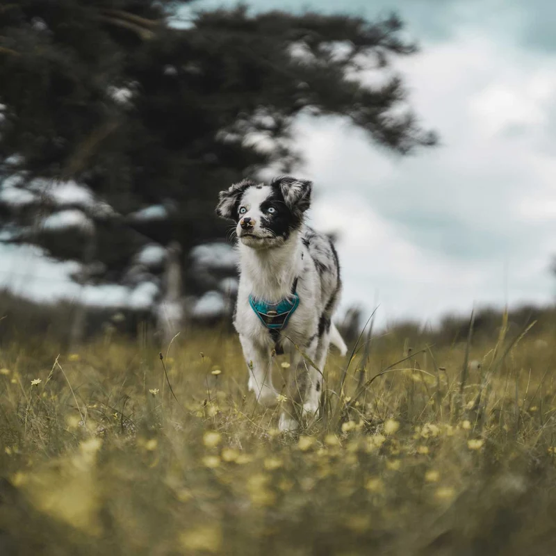 Geschirr Divo