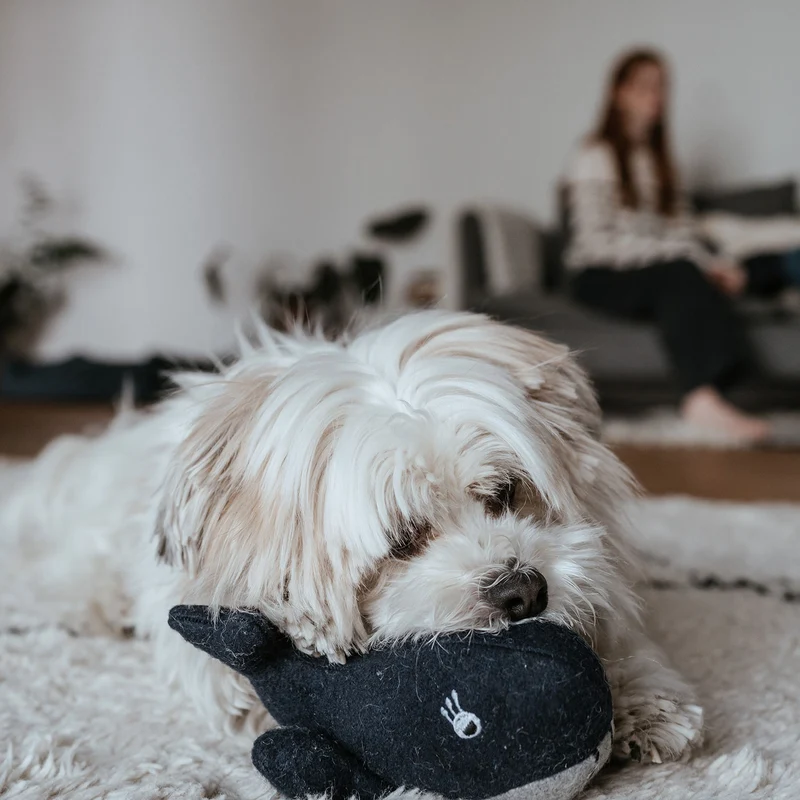 Hundespielzeug Eiby