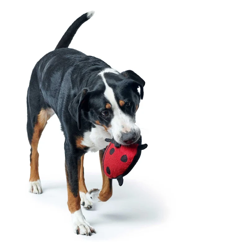 Hundespielzeug Florenz