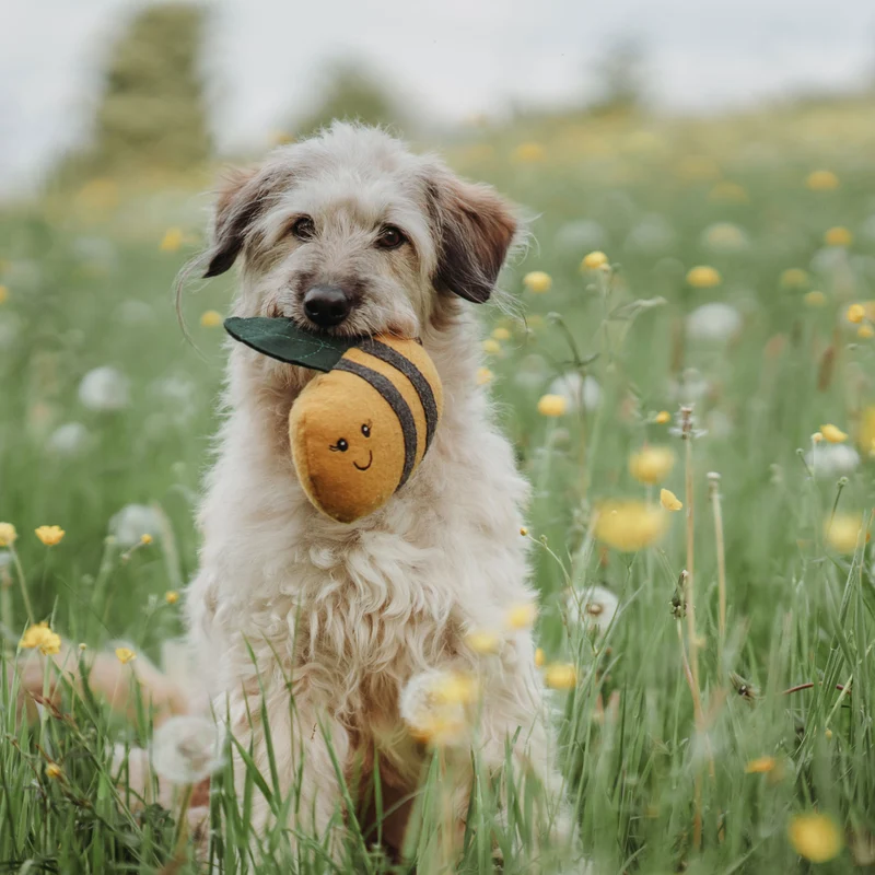 Hundespielzeug Florenz