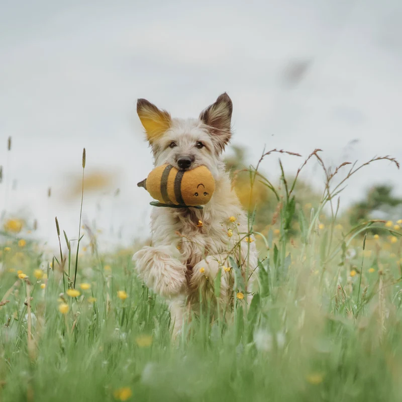 Hundespielzeug Florenz