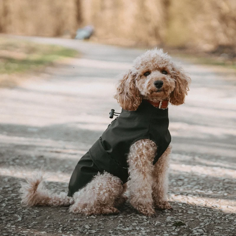 Hunde-Regenmantel Milford
