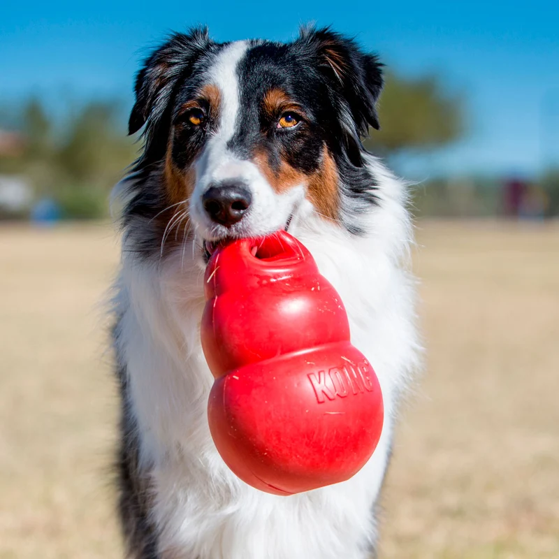 Hundespielzeug KONG® Bounzer™