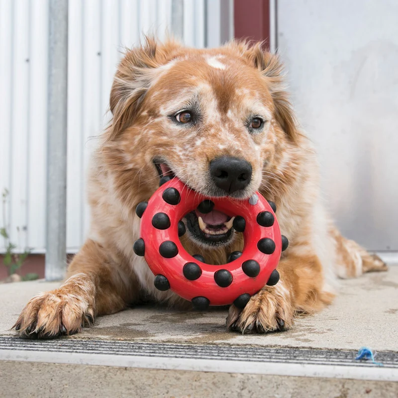 Hundespielzeug KONG® Dotz™ Circle