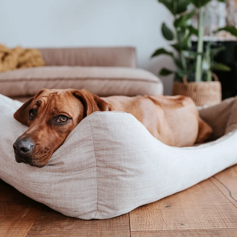 Orthopädisches/Ergonomisches Hundesofa Seattle