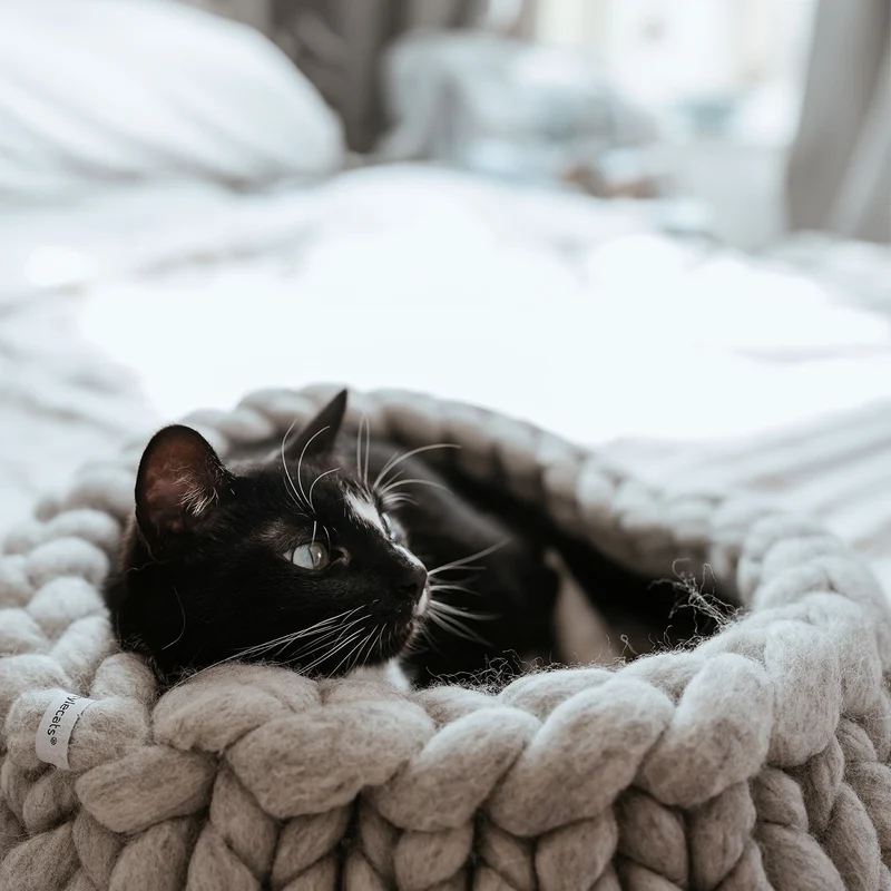 Katzenbett Boogie