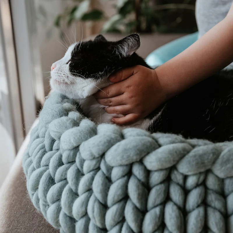 Katzenbett Boogie