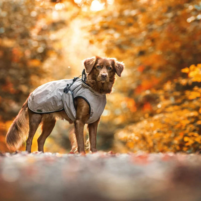 Hundemantel Uppsala