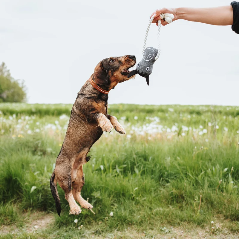 Hundespielzeug Nebraska