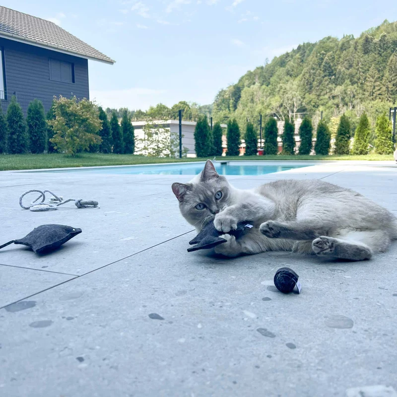 Katzenspielzeug Manni Manta